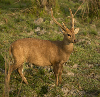 hog deer